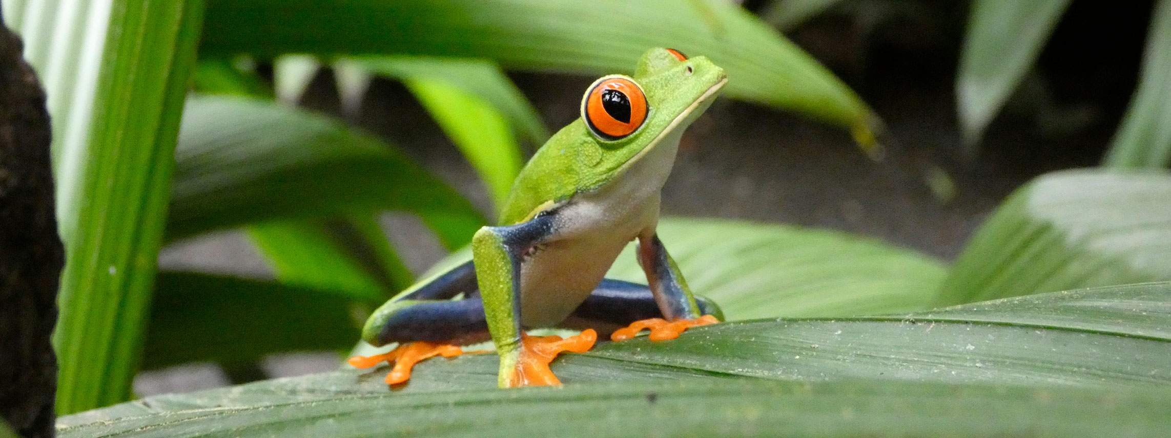 Rana en el Parque Nacional Volcán Arenal — Hotel Arenal Montechiari, La Fortuna, Costa Rica